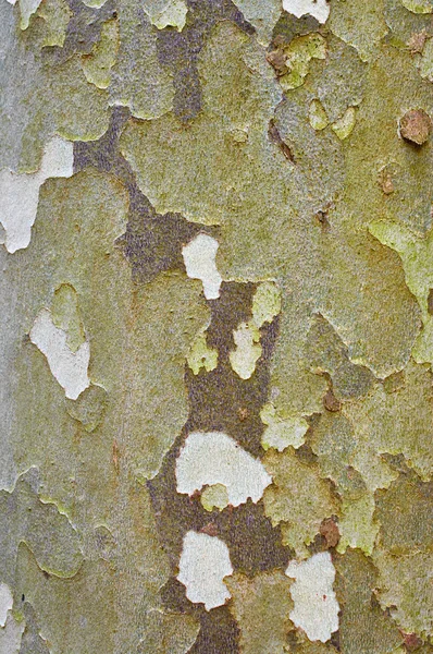 Texture de vieille peinture ou écorce d'arbre — Photo