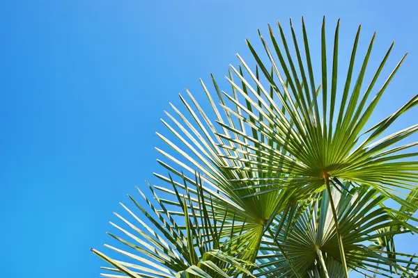 Hojas de palma sobre fondo azul cielo — Foto de Stock