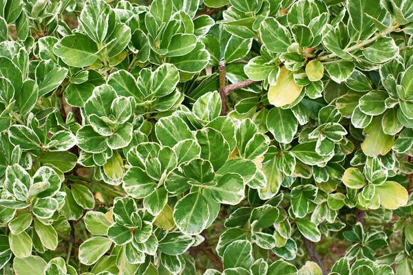 Foglie di piante Smeraldo Gaiety Euonymus — Foto Stock