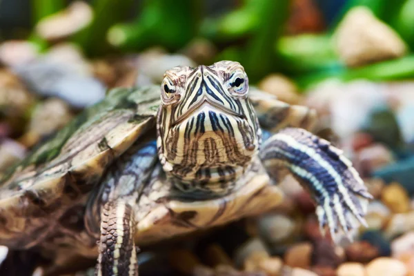 Kleine rode-oor schildpad — Stockfoto