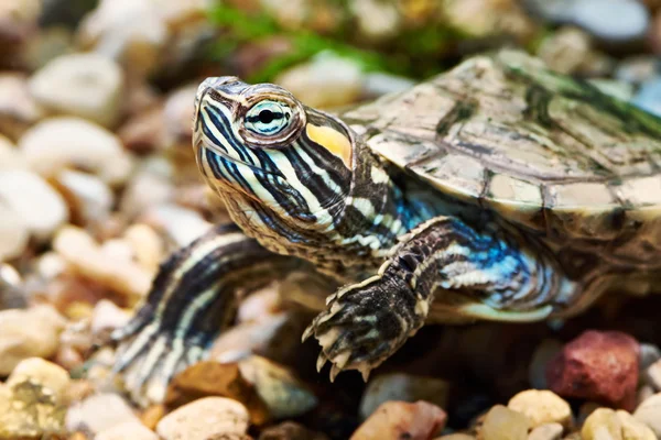 Küçük kırmızı-kulak kaplumbağa — Stok fotoğraf