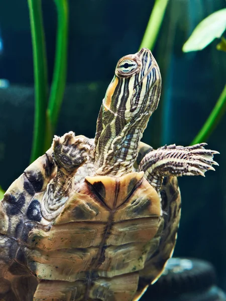 Küçük kırmızı-kulak kaplumbağa — Stok fotoğraf
