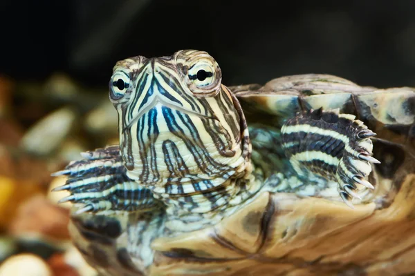 Kleine rode-eared schildpad — Stockfoto