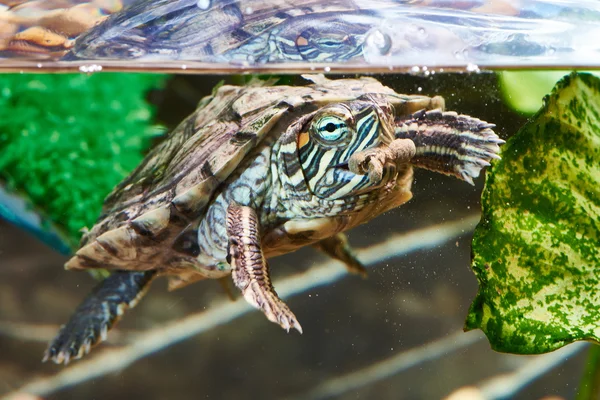 Red-eared schildpad hebben droogvoer — Stockfoto