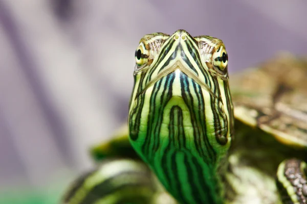 Hoofd van kleine rode-oor schildpad uit terrarium — Stockfoto