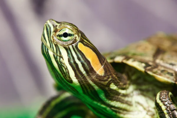 Hoofd van kleine rode-oor schildpad uit terrarium — Stockfoto