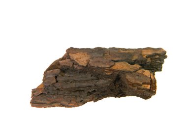                                Beyaz arkaplanda ağaç kabuğu izole