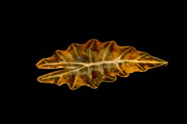 Beyaz arkaplanda izole edilmiş noel ağacı dalı