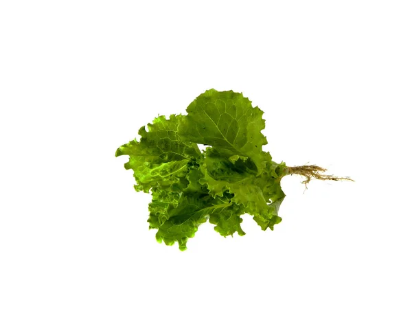 Lettuce Greens Isolated White Background — Stock Photo, Image