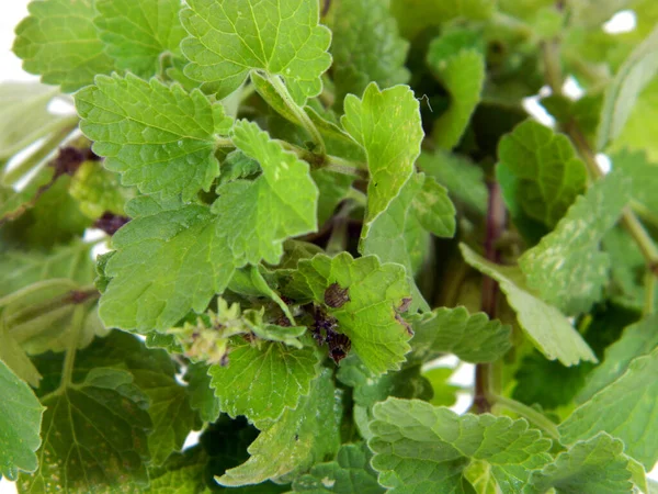 Menta Verde Isolata Sfondo Bianco — Foto Stock