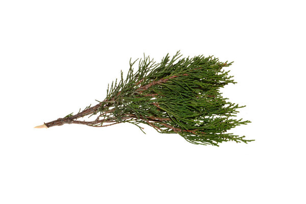 туя изолированы на белом фоне