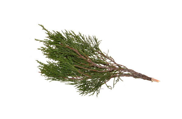 туя изолированы на белом фоне