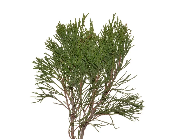 Thuja Isolado Fundo Branco — Fotografia de Stock