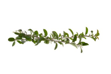 Beyaz arkaplanda yeşil yapraklı bir dal