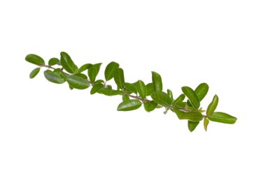 Beyaz arkaplanda yeşil yapraklı bir dal