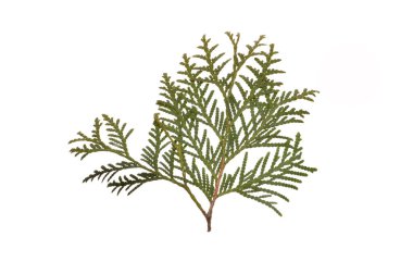 Beyaz arkaplanda yeşil yapraklı bir dal