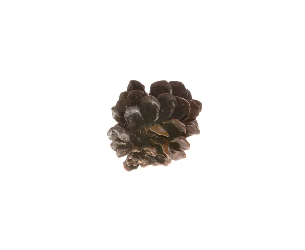 Pine Cone Isolated White Background — Stock Photo, Image