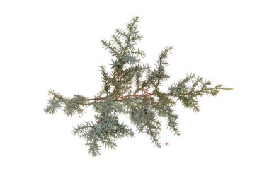 Beyaz arkaplanda yeşil dal izole edildi