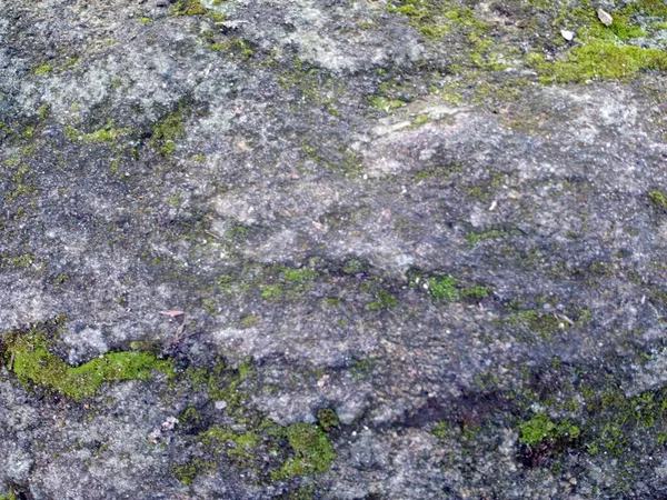 Zielony Mech Kamieniu Zimie — Zdjęcie stockowe