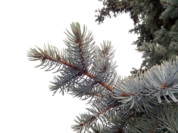 Noel Ağacının Beyaz Arka Planda Izole Edilmiş Dalı — Stok fotoğraf