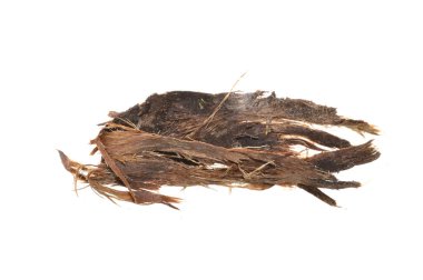 Beyaz arkaplanda ağaç kabuğu izole