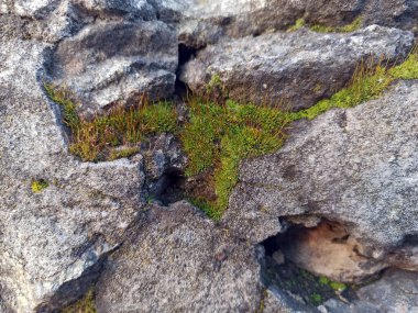 Yosun yeşili çekim - yakın çekim