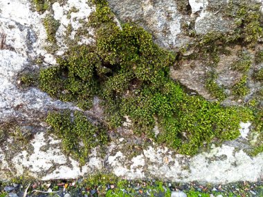 Yosun yeşili çekim - yakın çekim