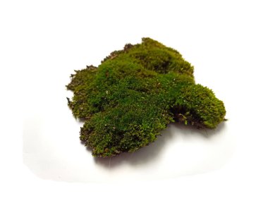 Beyaz arkaplanda yosun izole edildi