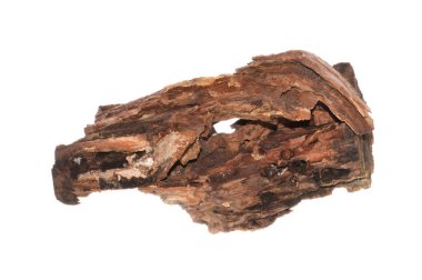 beyaz arkaplanda izole edilmiş çürük ağaç