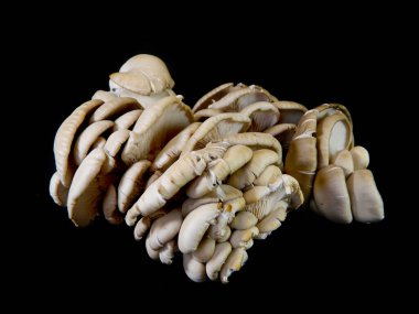                                Siyah arkaplanda izole mantarlar