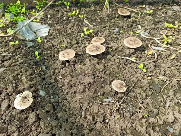 사진을 버섯의 — 스톡 사진