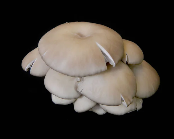 在黑色背景上分离的蘑菇 — 图库照片
