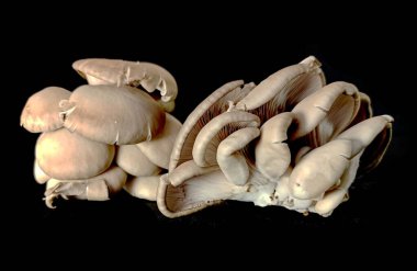 Siyah arkaplanda izole mantarlar