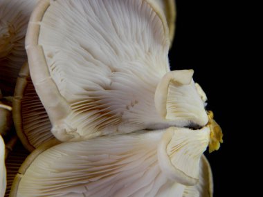                                Siyah arkaplanda izole mantarlar