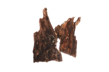 beyaz arkaplanda izole edilmiş çürük ağaç