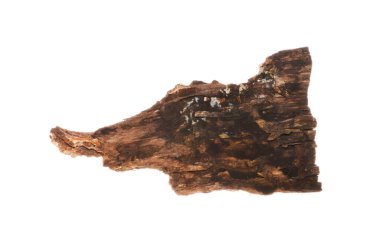 beyaz arkaplanda izole edilmiş çürük ağaç