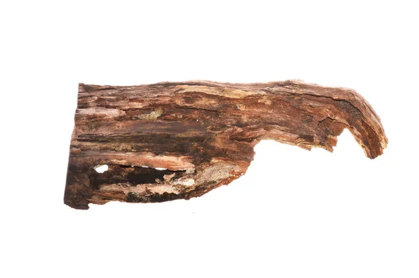 Гнилое Дерево Белом Фоне — стоковое фото