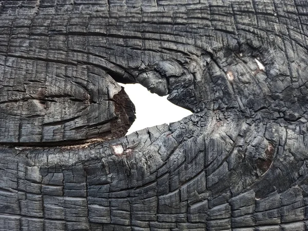 Viejo Árbol Fotografiado Cerca — Foto de Stock