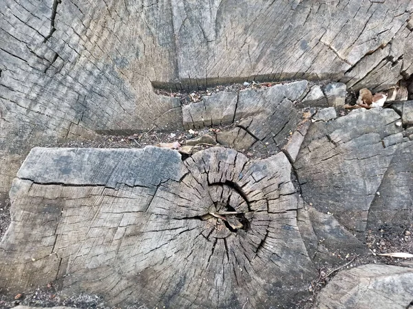 Viejo Árbol Fotografiado Primer Plano — Foto de Stock