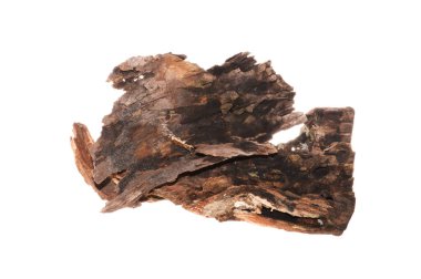 beyaz arkaplanda izole edilmiş çürük ağaç