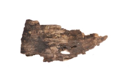 beyaz arkaplanda izole edilmiş çürük ağaç