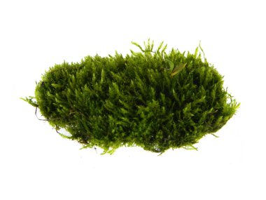                                Beyaz arkaplanda yosun izole edilmiş