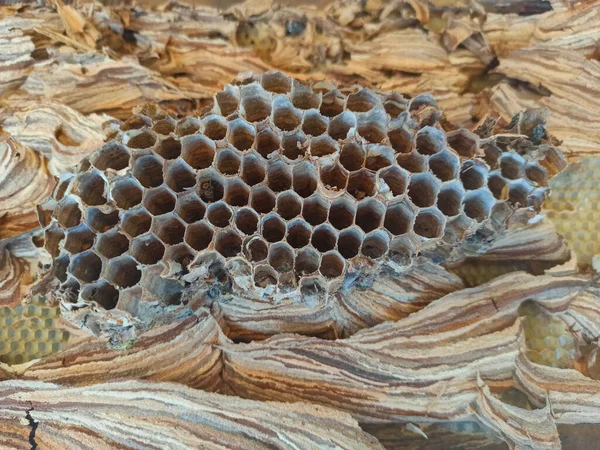 Hornets Nest Photographed Close — Stock Photo, Image