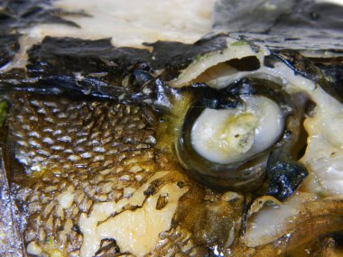                                balık başı beyaz arkaplanda izole