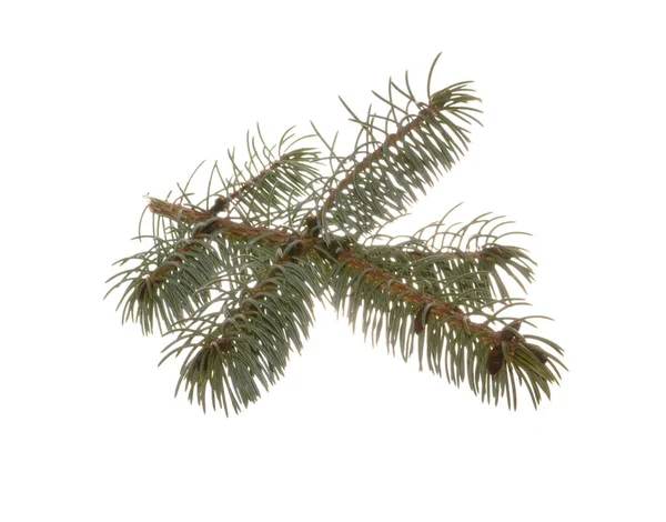 Tak Van Kerstboom Geïsoleerd Witte Achtergrond — Stockfoto