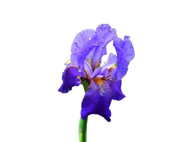 beyaz arkaplanda izole edilmiş çiçek