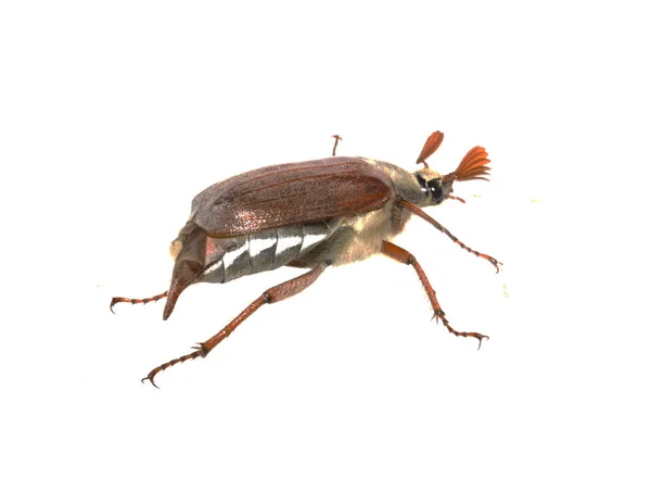 白地に隔離された5月の甲虫 — ストック写真