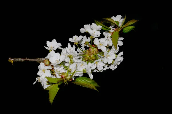 Яблоня Цветок Изолирован Черном Фоне — стоковое фото
