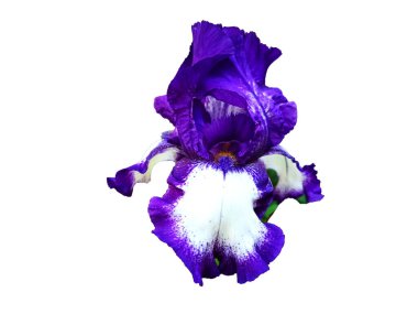 mavi çiçek beyaz arkaplanda izole edilmiş