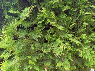thuja beyaz arkaplanda izole